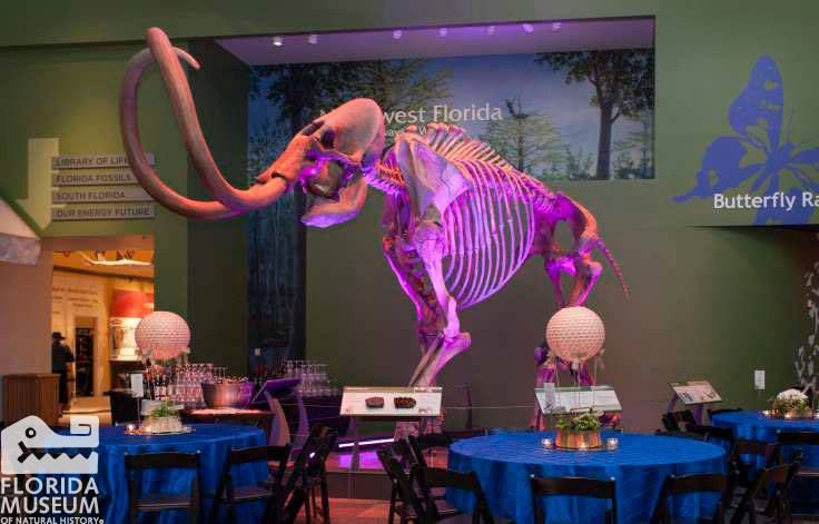 Skeleton of a mastadon at the Florida Museum of Natural History